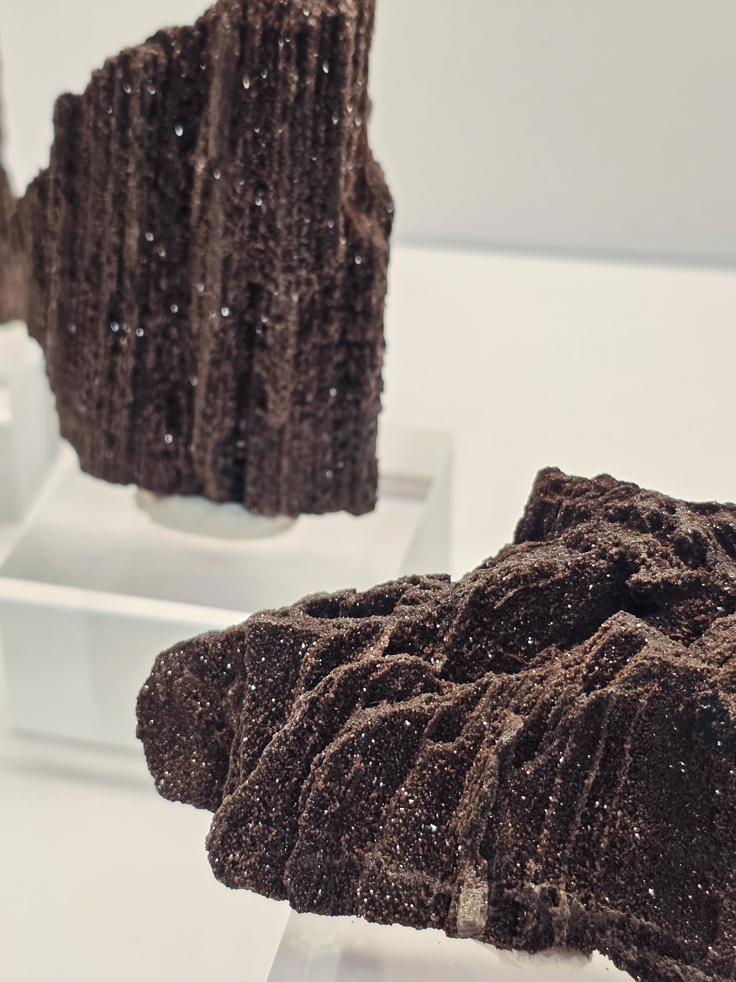 Permineralized Wood • Zwenkau, Germany