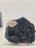 Specimen No. 264