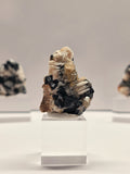 Specimen No. 032