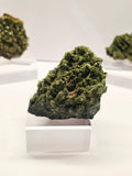 Specimen No. 050