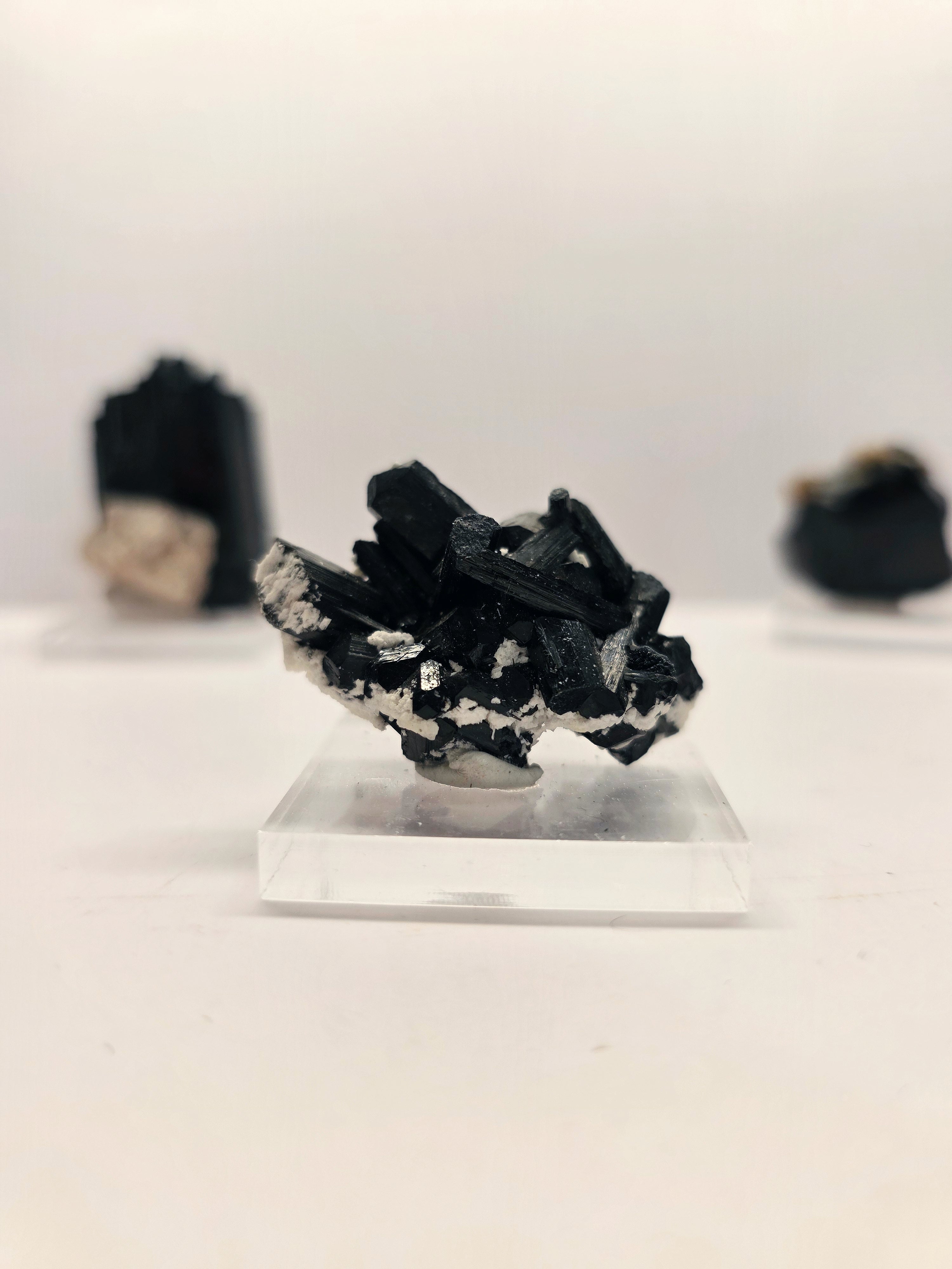 Specimen No. 262