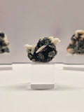 Specimen No. 037
