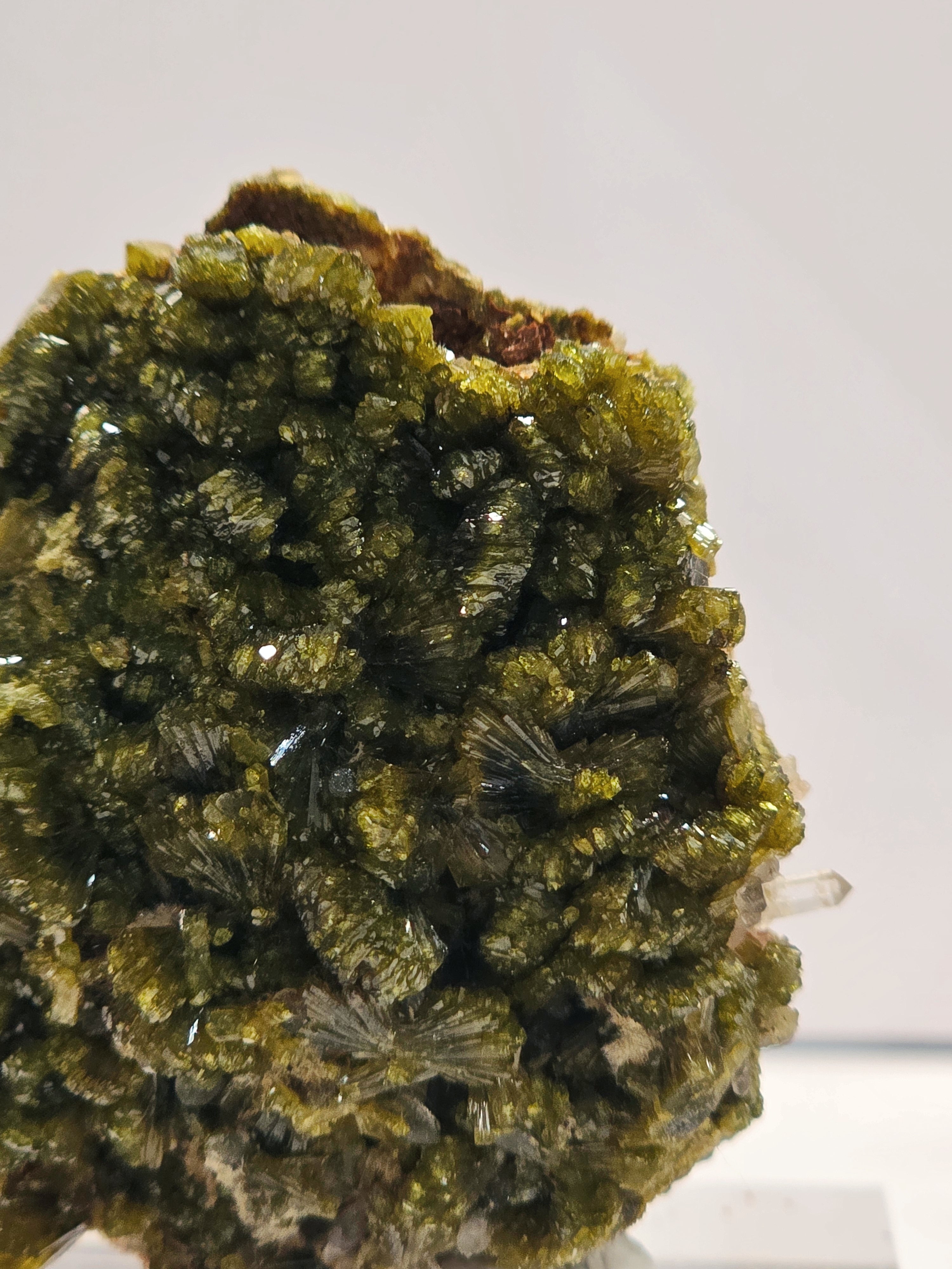 Specimen No. 049