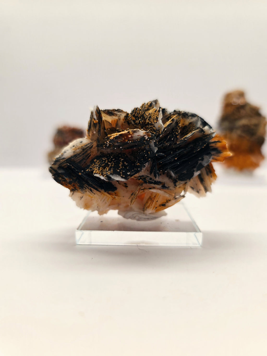 Specimen No. 210