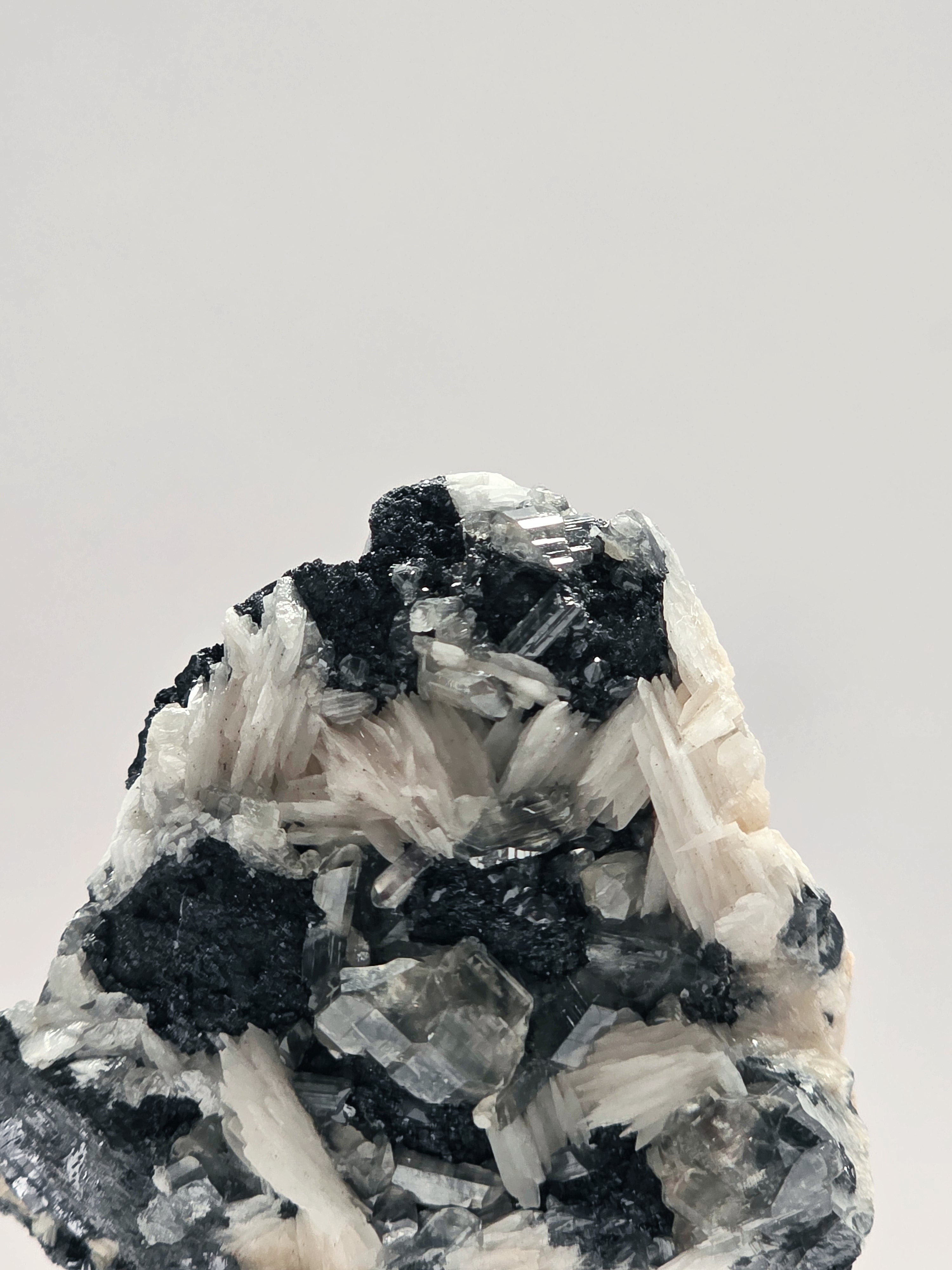 Specimen No. 039