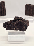 Specimen No. 066