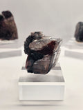 Specimen No. 081