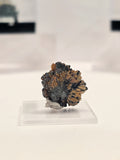 Specimen No. 128