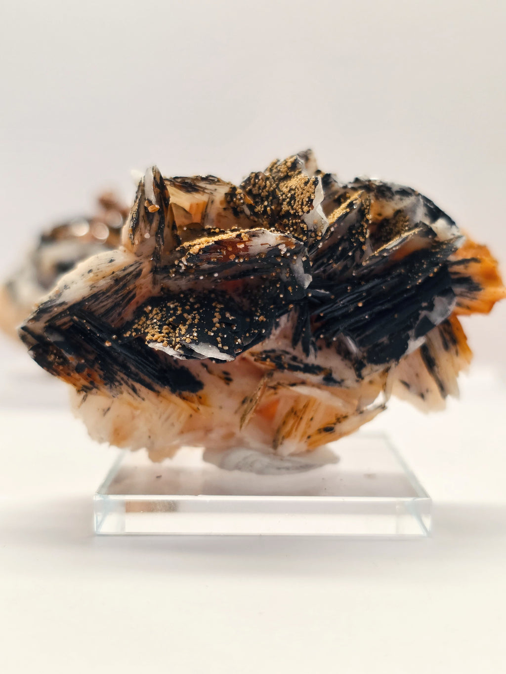 Specimen No. 210