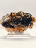 Specimen No. 210