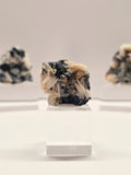 Specimen No. 031