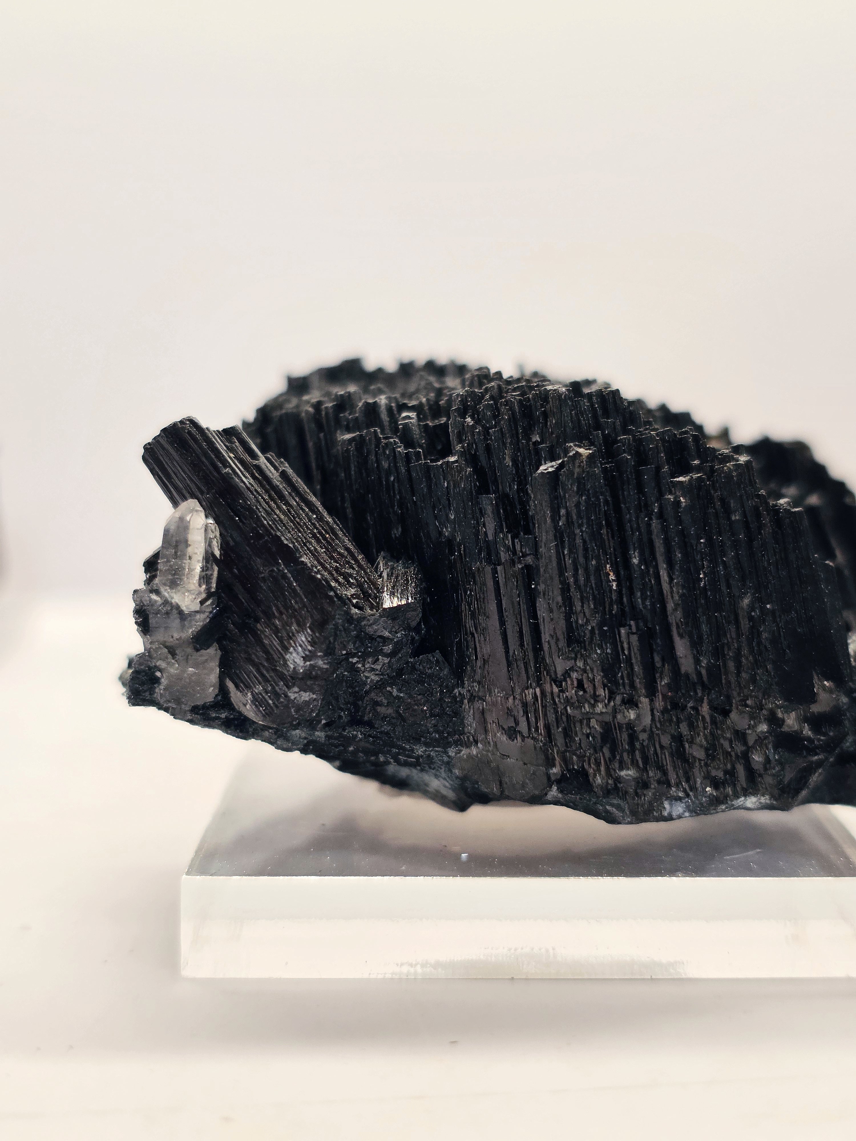 Specimen No. 260