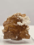 Specimen No. 195