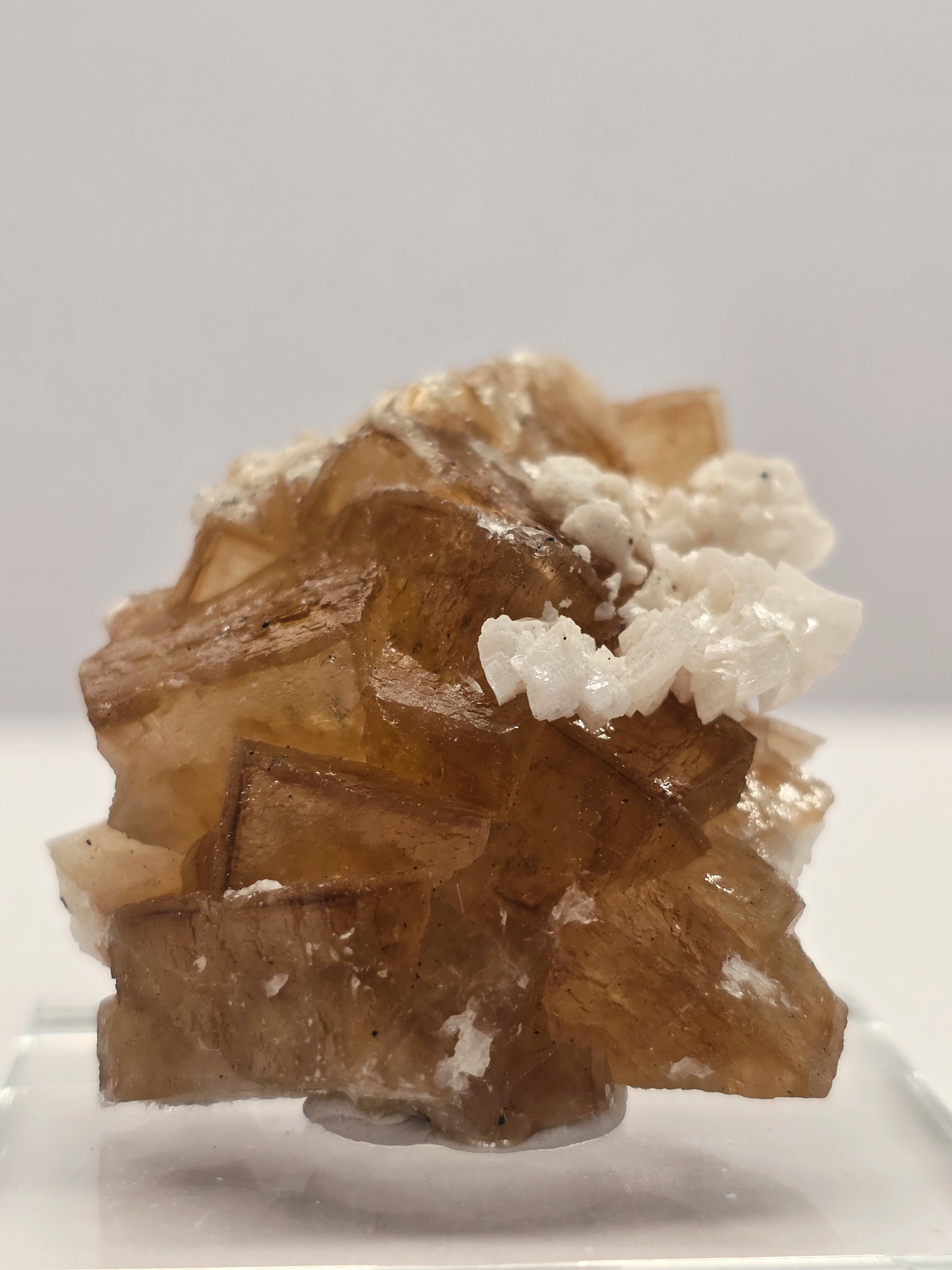 Specimen No. 195