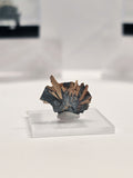 Specimen No. 124