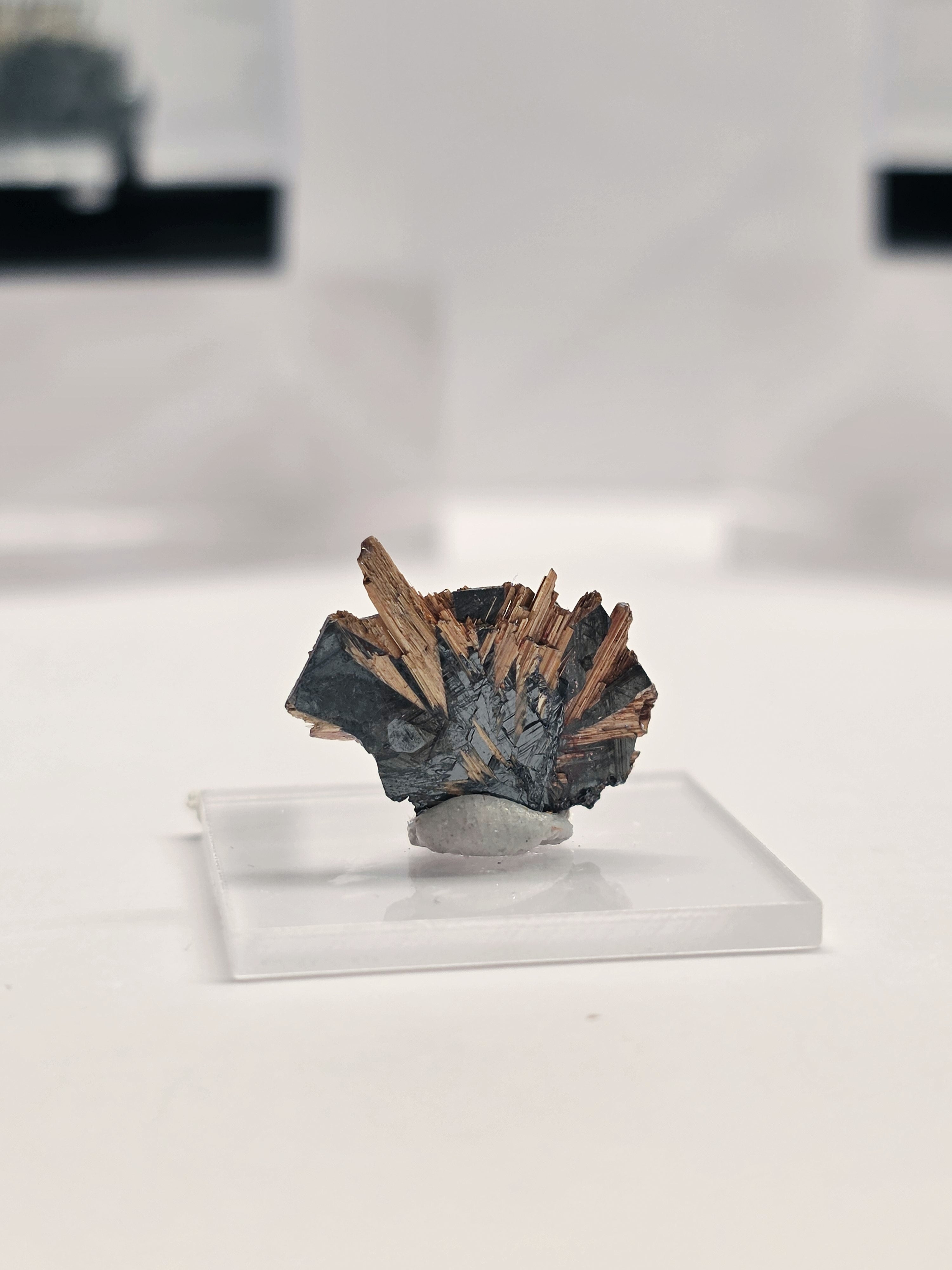 Specimen No. 124