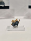 Specimen No. 125