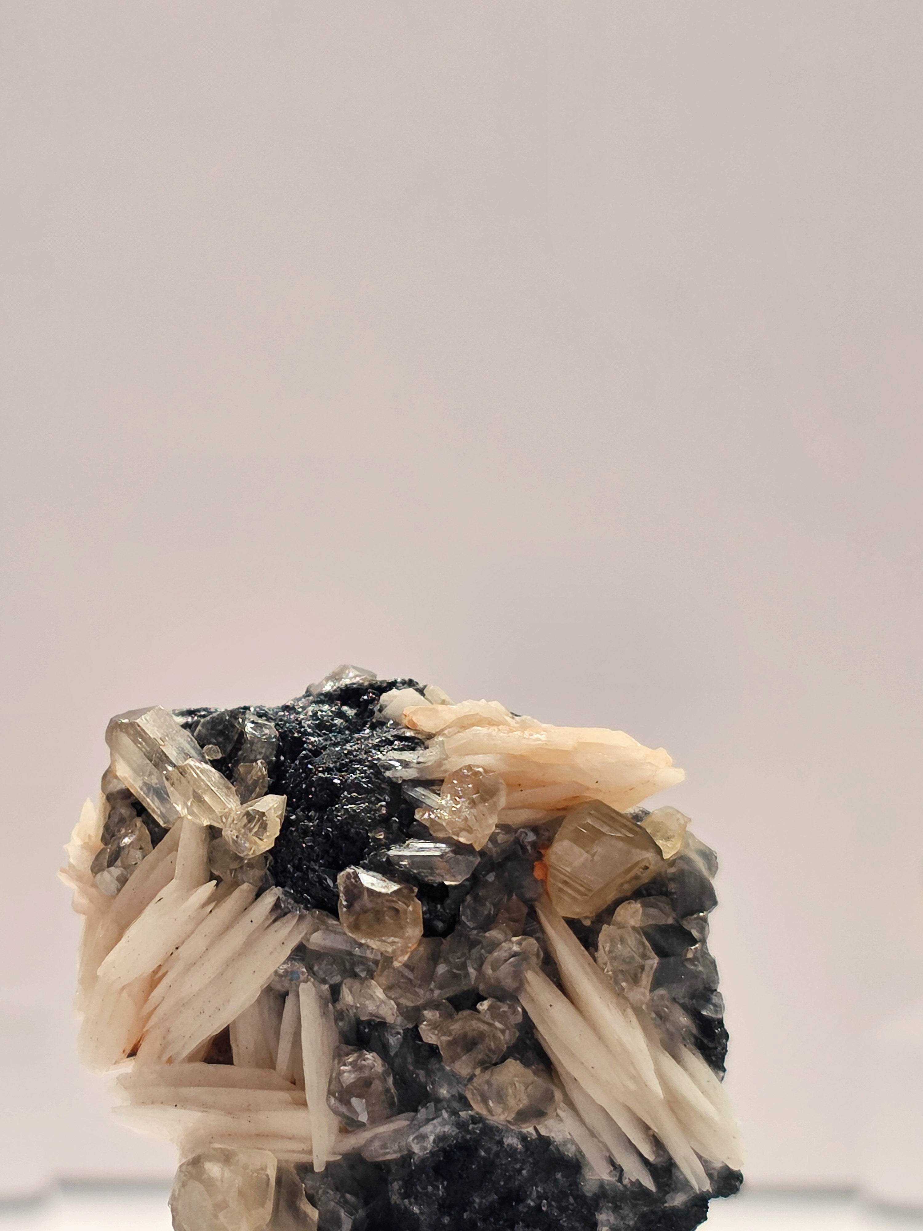 Specimen No. 031