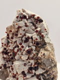 Specimen No. 163