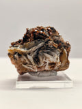 Specimen No. 208