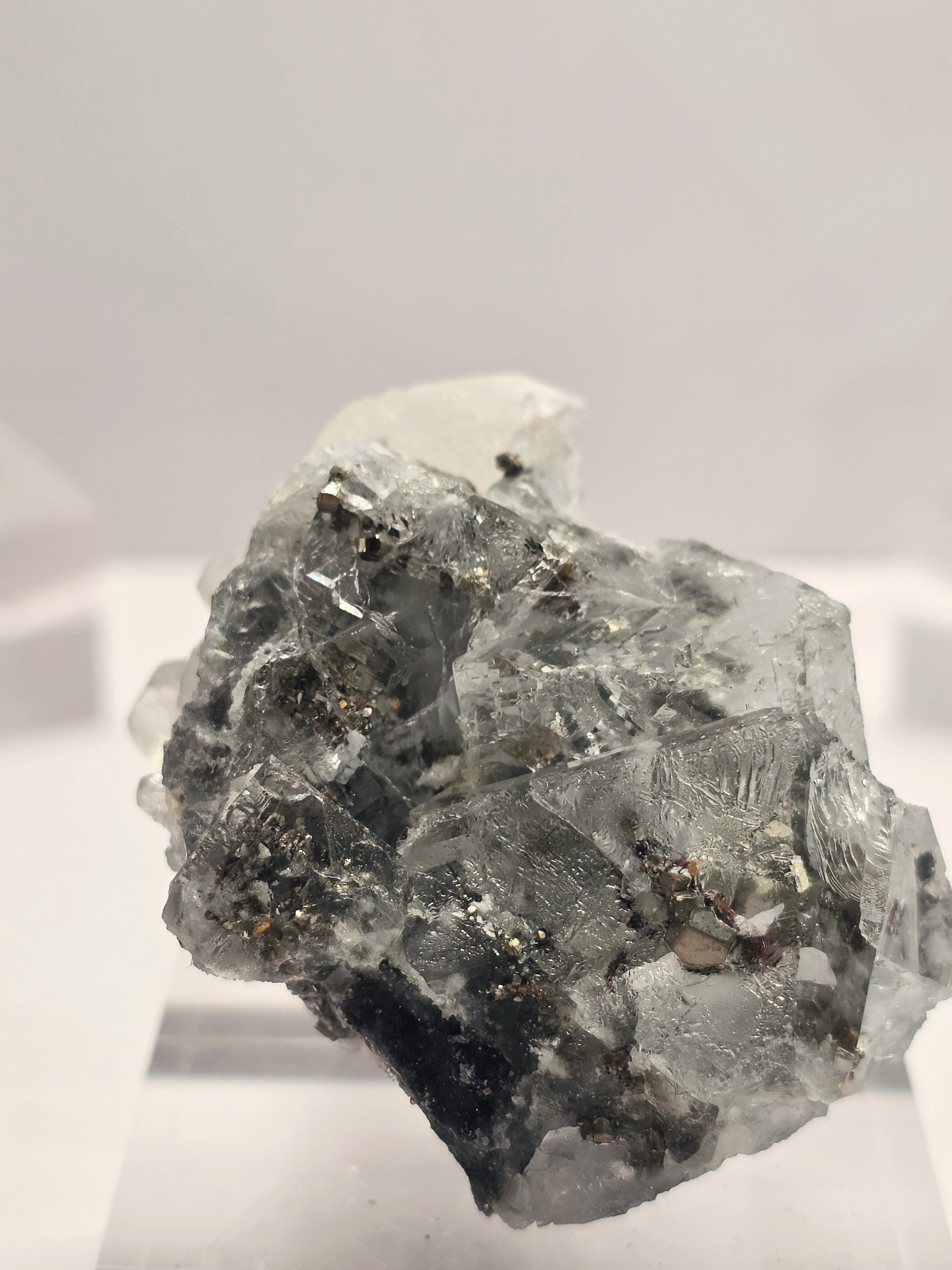 Specimen No. 113