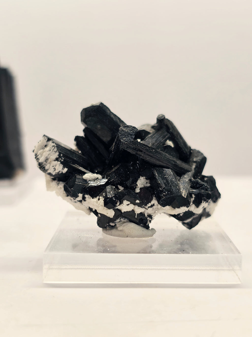 Specimen No. 262