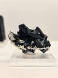 Specimen No. 262