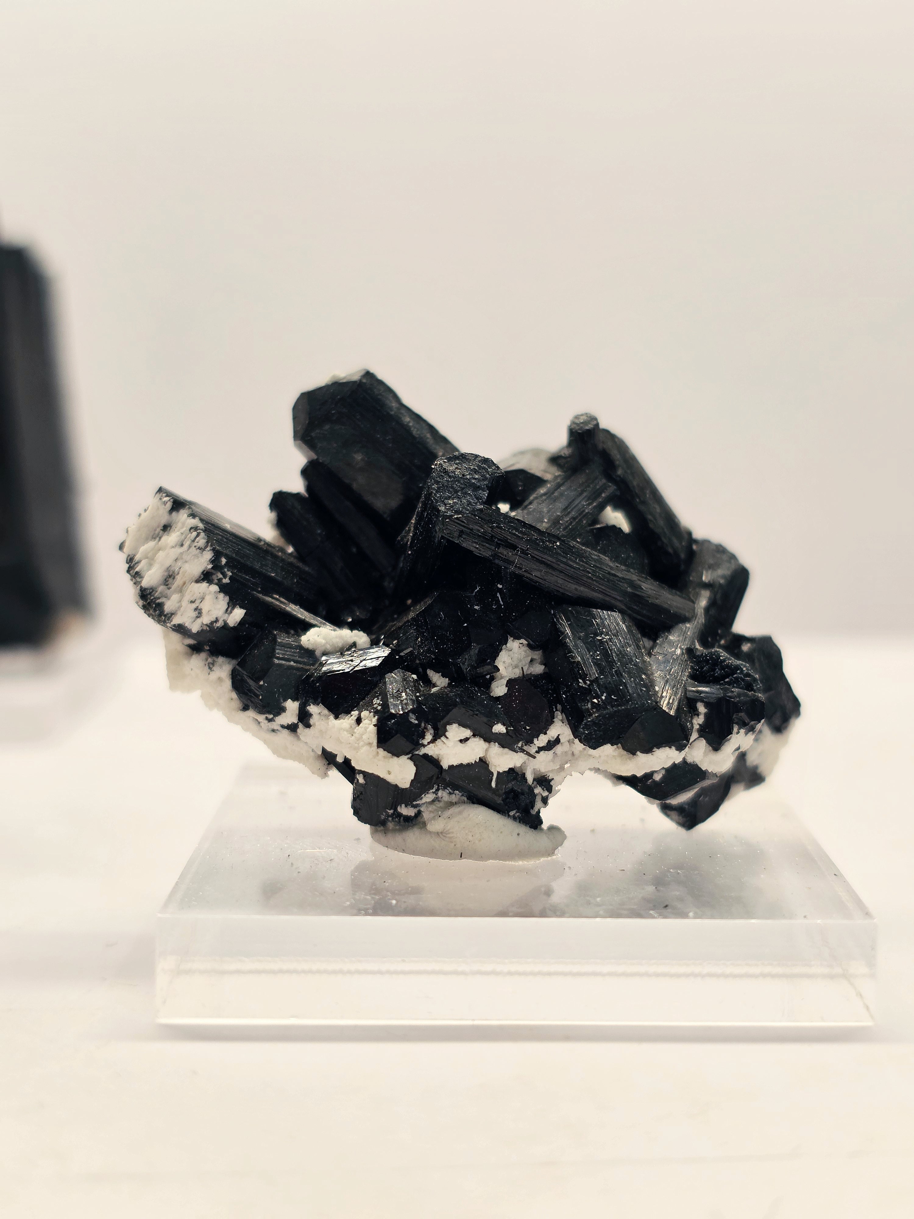 Specimen No. 262