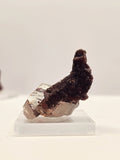 Specimen No. 233