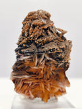 Specimen No. 212