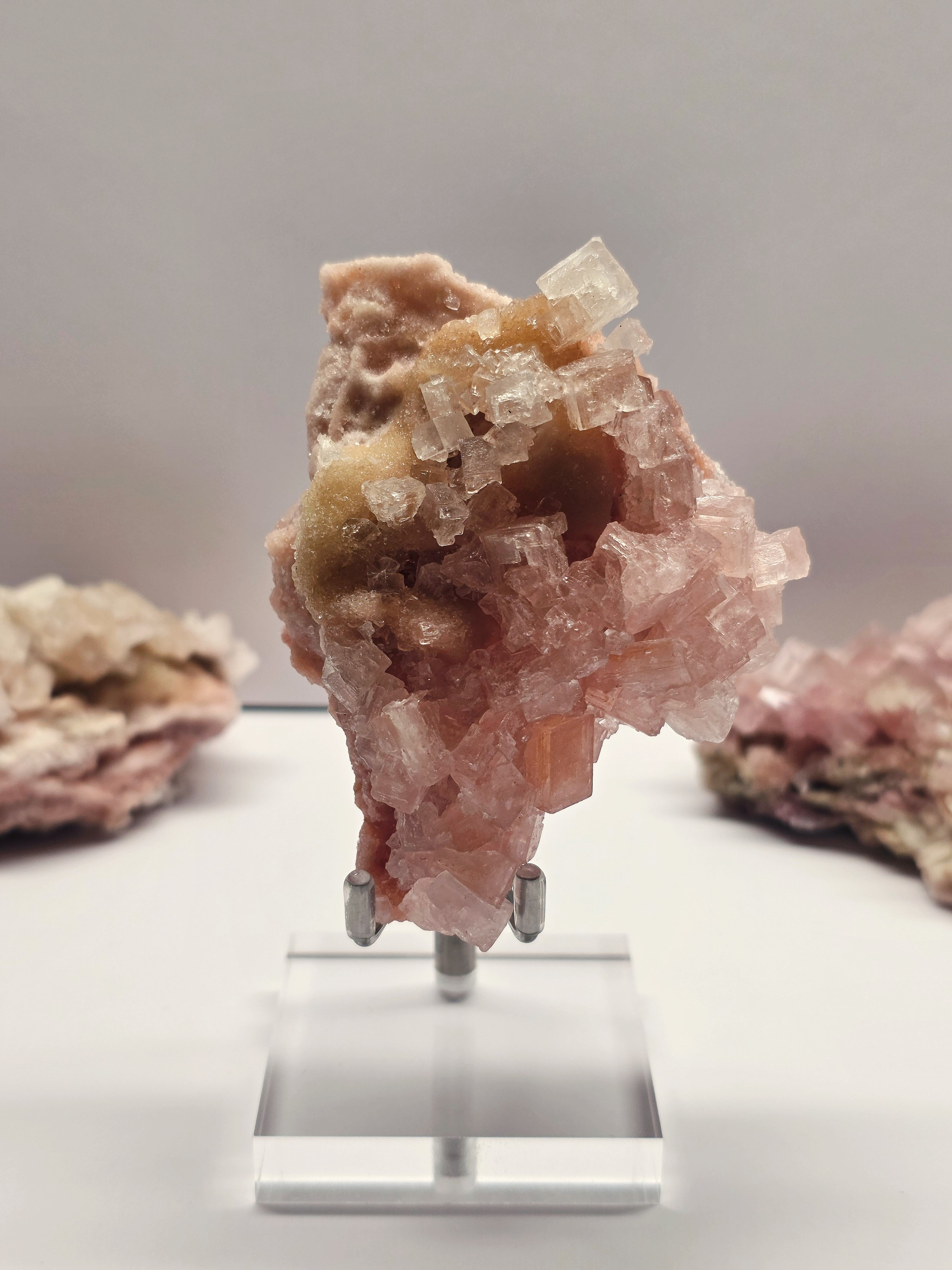 Specimen No. 019