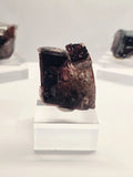 Specimen No. 082