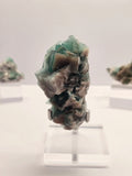 Specimen No. 116