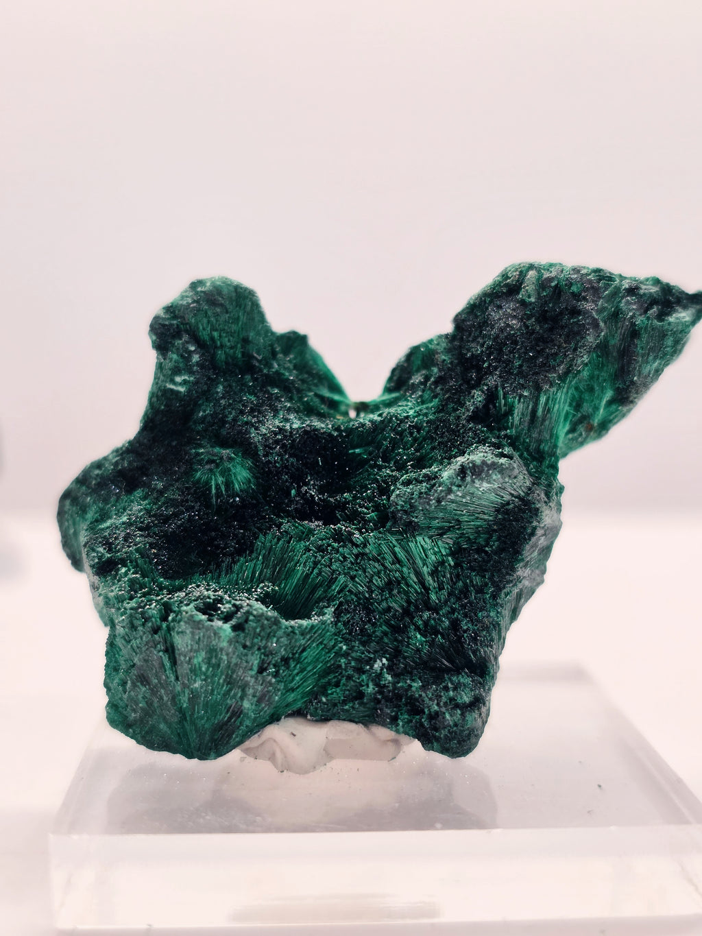 Specimen No. 239