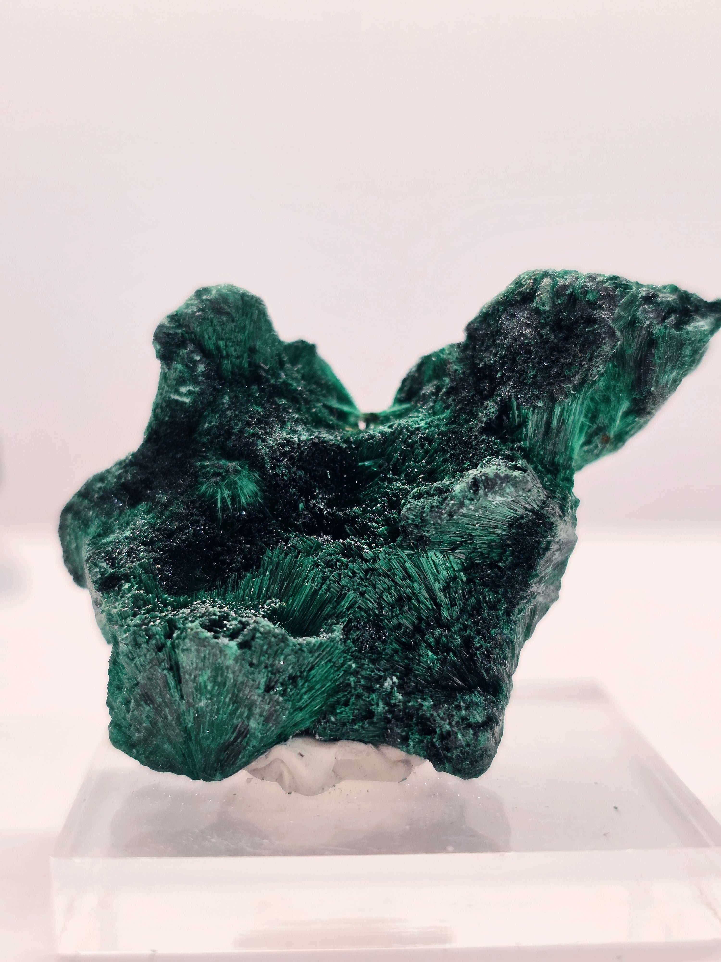 Specimen No. 239