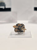 Specimen No. 122