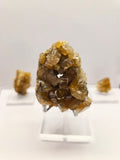 Specimen No. 198