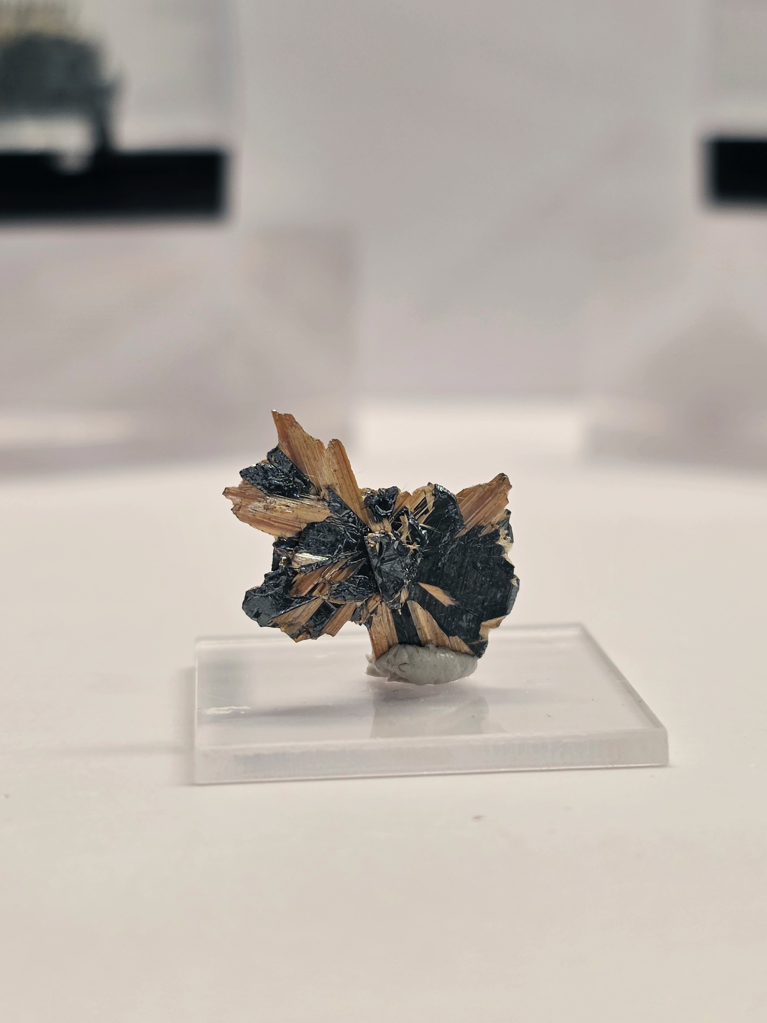 Specimen No. 123