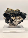 Specimen No. 254