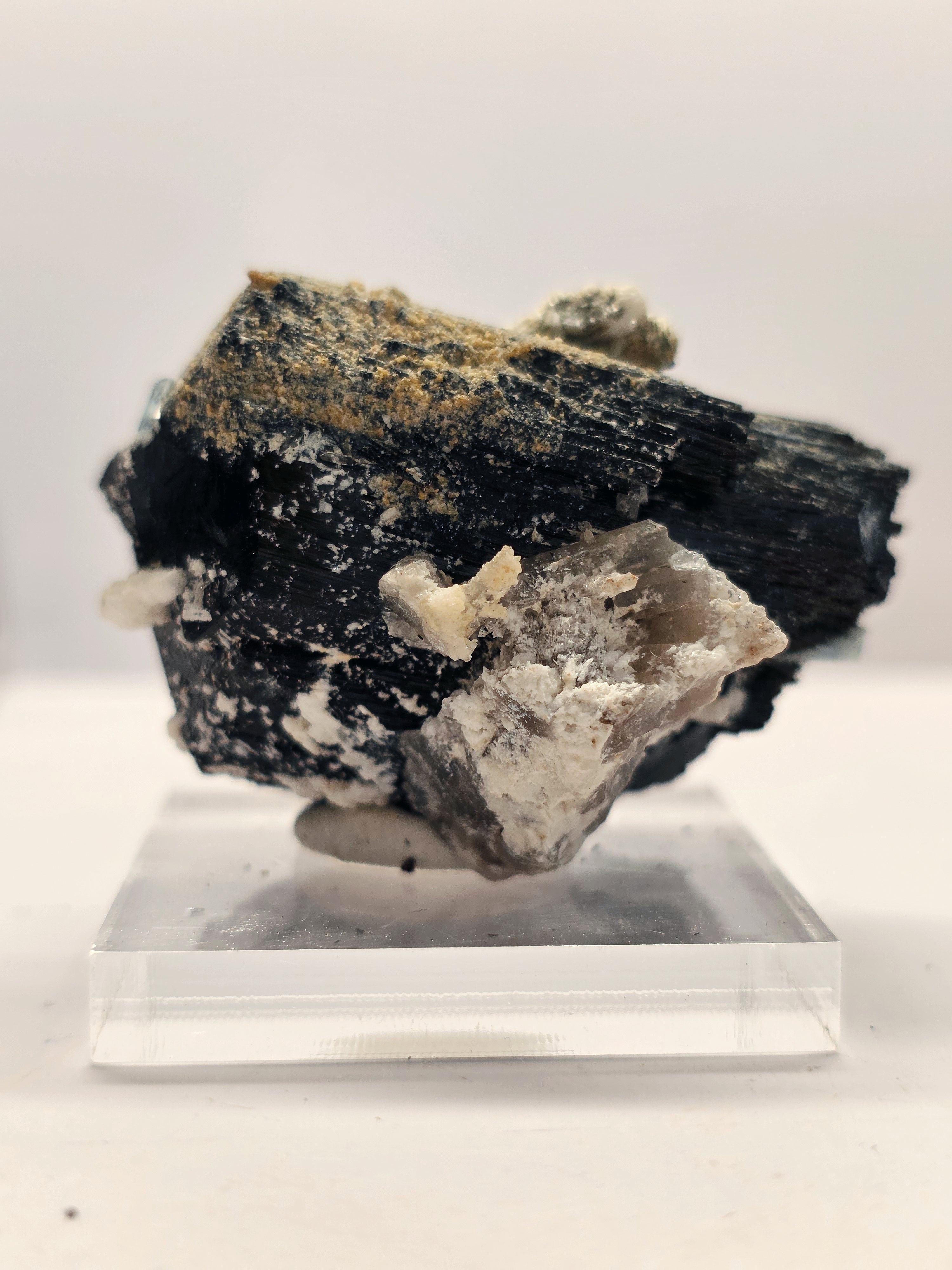 Specimen No. 254