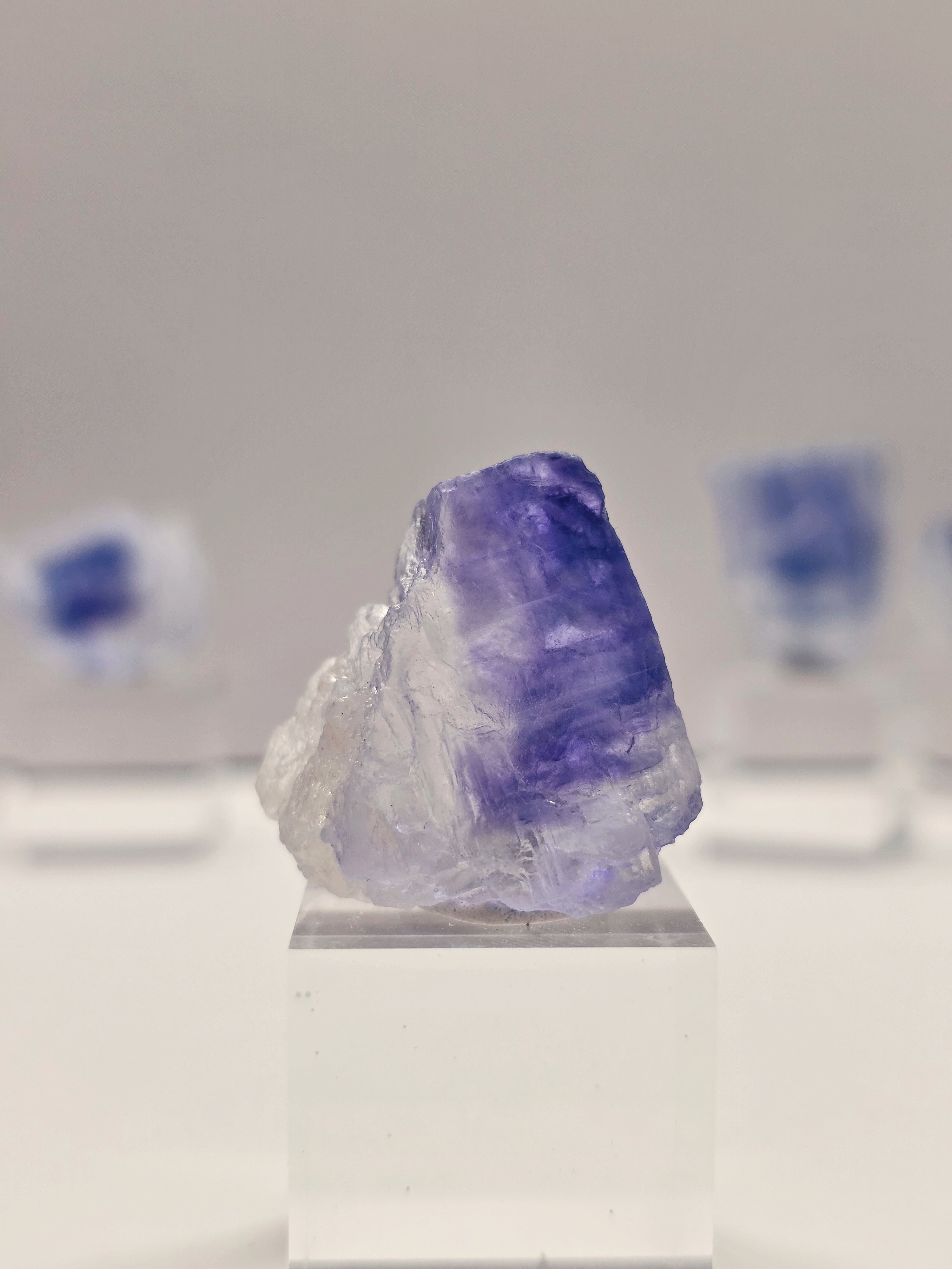 Specimen No. 008