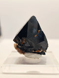 Specimen No. 256
