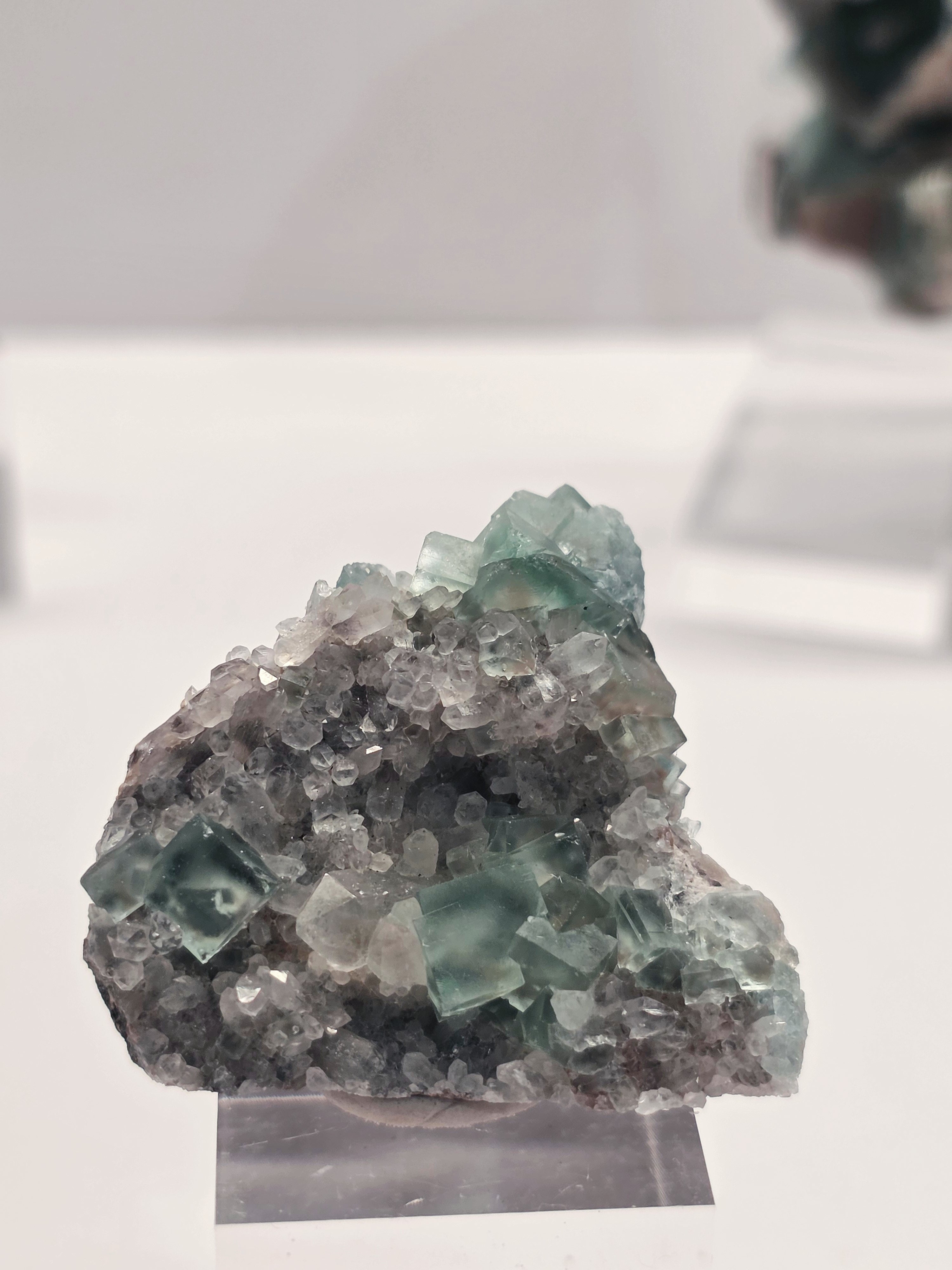 Specimen No. 115