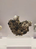 Specimen No. 025