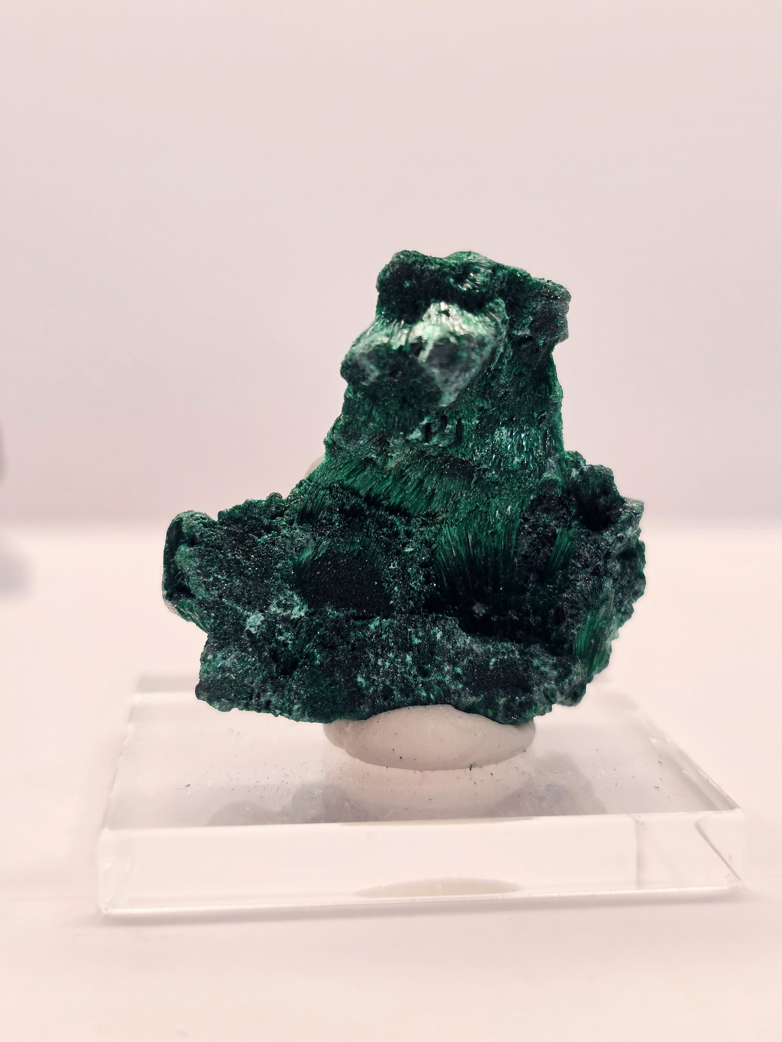 Specimen No. 237