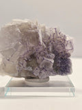 Specimen No. 176