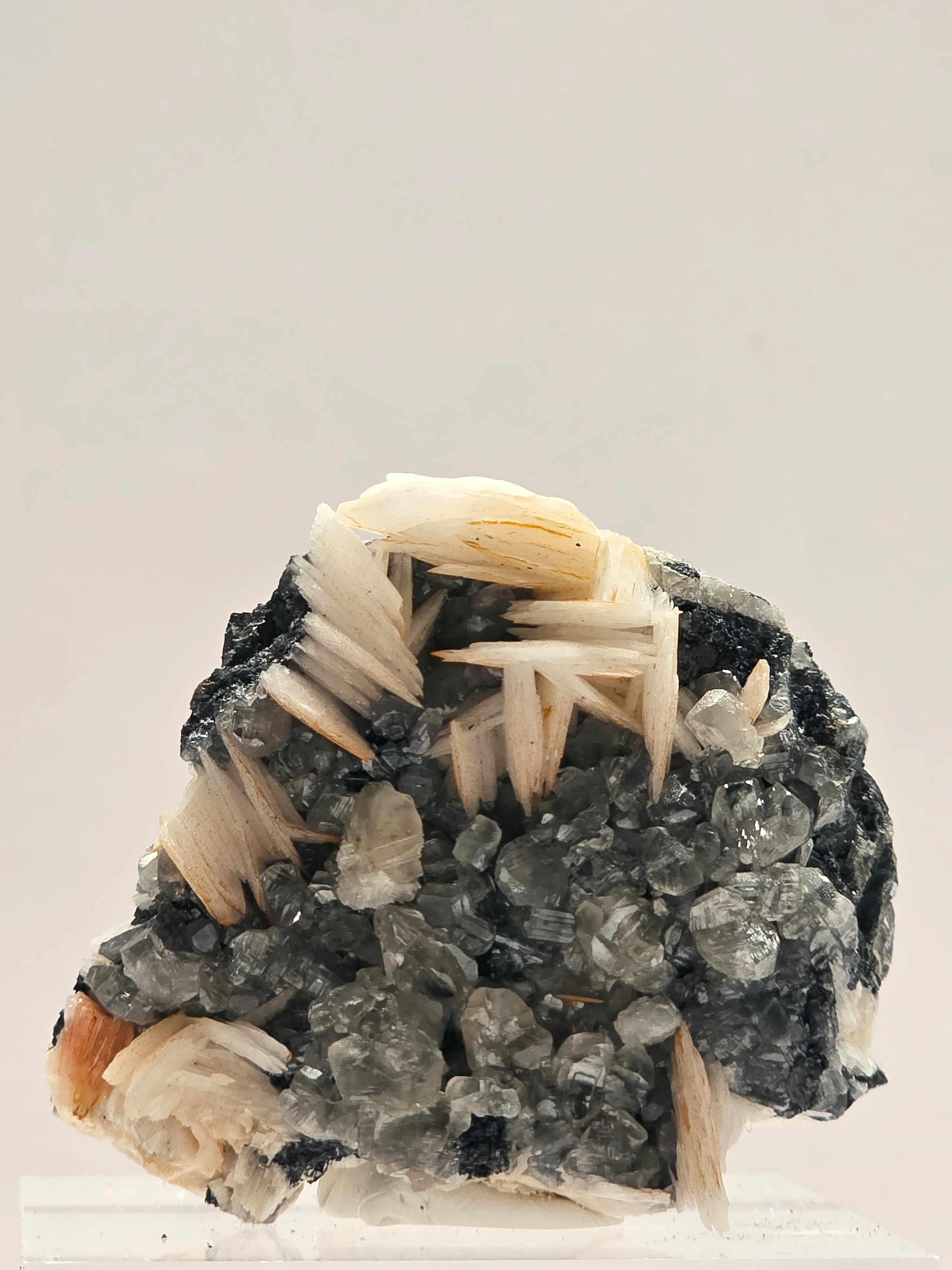 Specimen No. 038