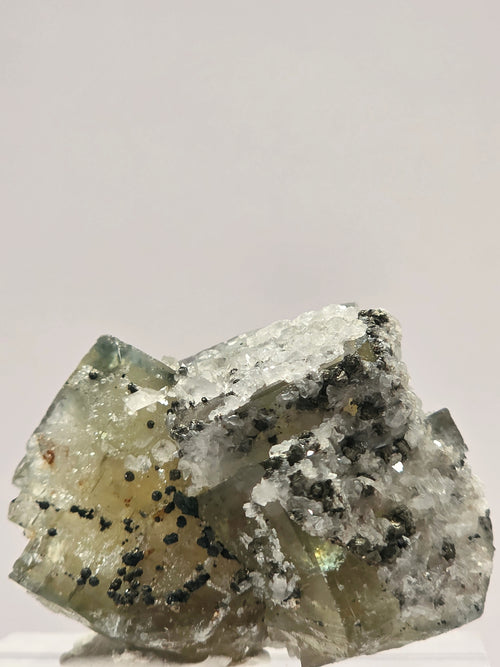 Specimen No. 021