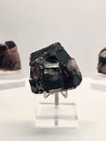 Specimen No. 079