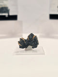 Specimen No. 132